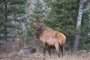Calm Lake Bull Elk